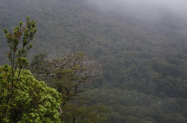 Floresta tropical no Parque Nacional de Fiordland. — Fotografia de Stock