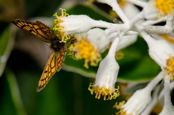 Cuivre commun sur une paille de Nouvelle-Zélande. — Photo