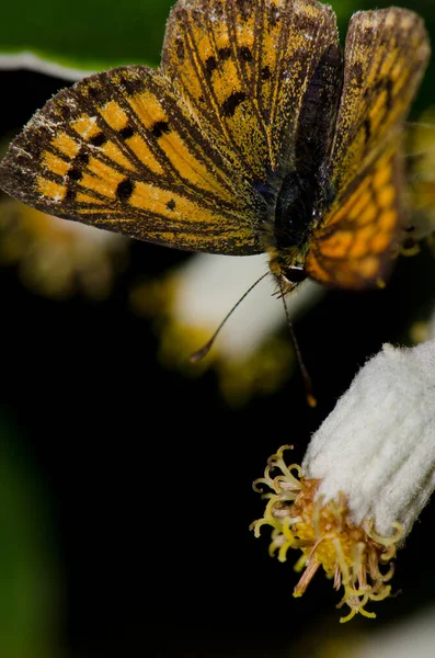 Cobre común en una flor de fresa alpina de Nueva Zelanda. —  Fotos de Stock