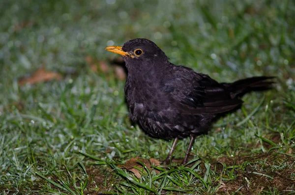 Pájaro negro común Turdus merula. —  Fotos de Stock