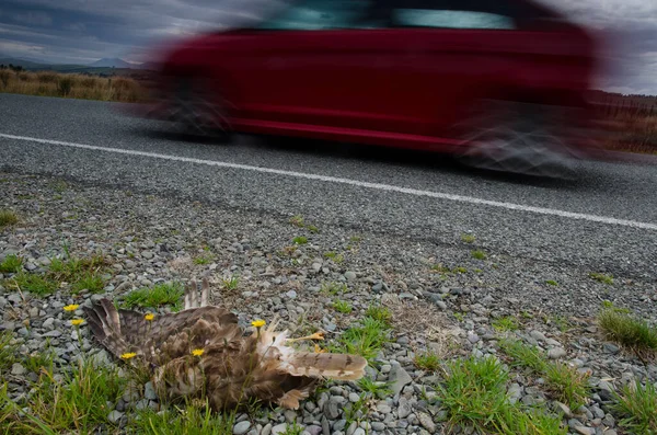 Swamp harrier run over.