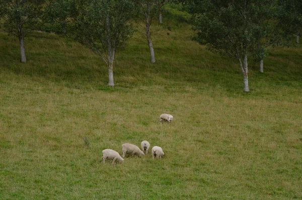 Herd of sheep grazing. — Stock Photo, Image
