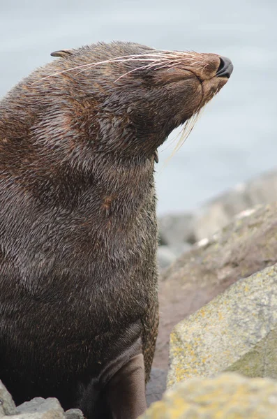ニュージーランドの毛皮のシール. — ストック写真