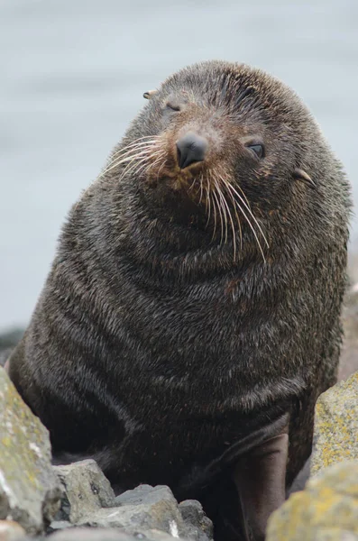 Foca da pelliccia neozelandese. — Foto Stock