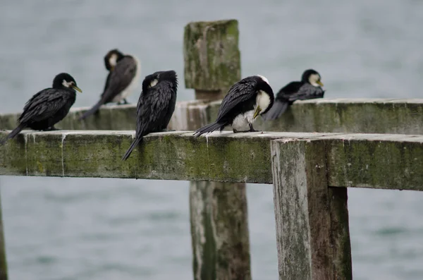 Cormoranes poco espiados. — Foto de Stock