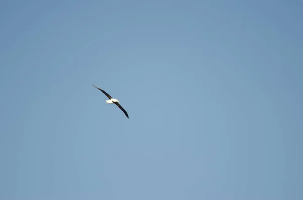 Noordelijke albatros tijdens de vlucht. — Stockfoto