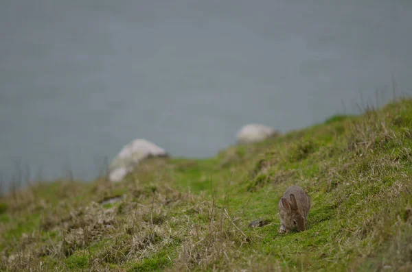 Выпас кроликов в Европе. — стоковое фото