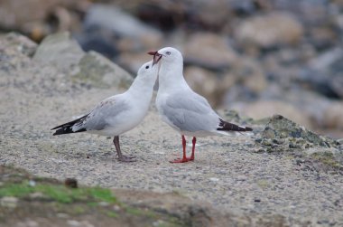Kırmızı gagalı martılar Chroicocephalus novaehollandiae scopulinus.