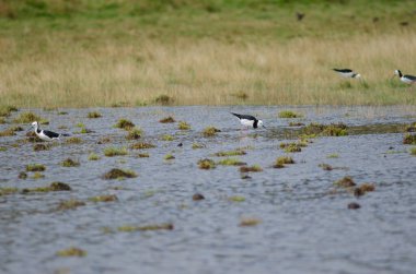 Pied hala Himantopus leucocephalus.