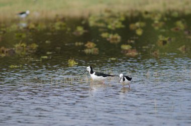 Pied hala Himantopus leucocephalus.