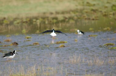 Pied hala Himantopus leucocephalus.