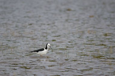 Pied stilt Himantopus leucocephalus.