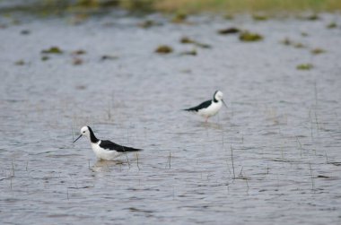Pied hala Himantopus leucocephalus.