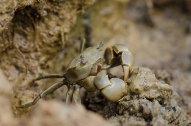 Çamur yengeci besleme.