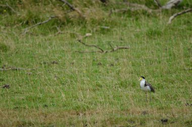 Kanatlı saban kuşu Vanellus millerce öteden geliyor..