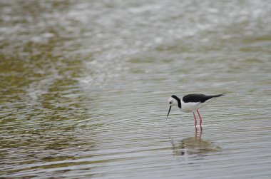 Pied stilt Himantopus leucocephalus.
