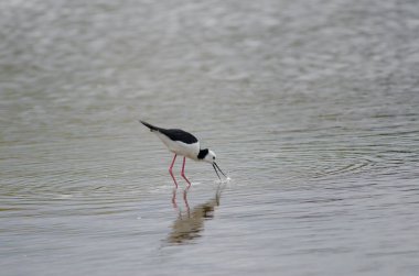 Pied bir av yakalıyor..