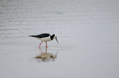 Pied stilt Himantopus leucocephalus.