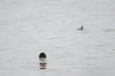 Pied stilt Himantopus leucocephalus.