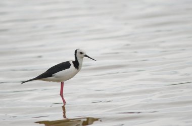 Pied stilt Himantopus leucocephalus.