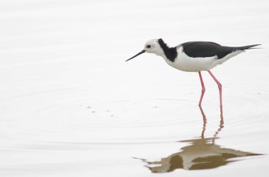 Pied stilt Himantopus leucocephalus.