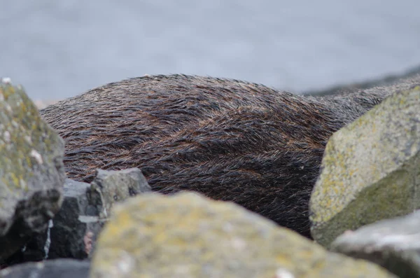 Parte posterior de una foca de piel de Nueva Zelanda. — Foto de Stock