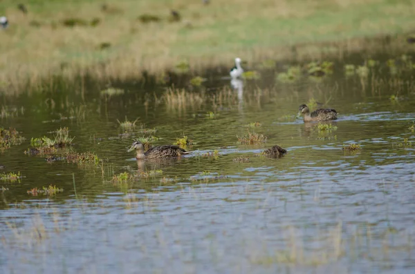 Mallards Anas platyrhynchos. — Fotografia de Stock