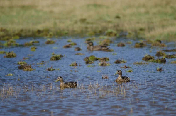 Mallards Anas platyrhynchos. — 图库照片