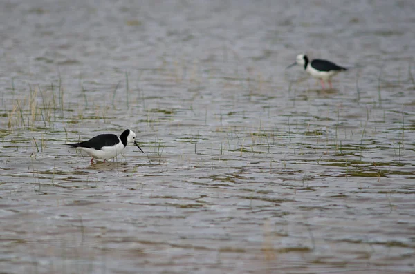 Pied stilts Himantopus leucocephalus. — Fotografia de Stock