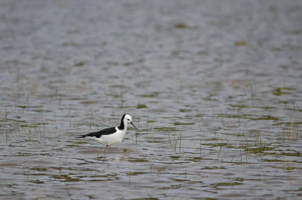 Pied stilt Himantopus leucocephalus. — Stok fotoğraf