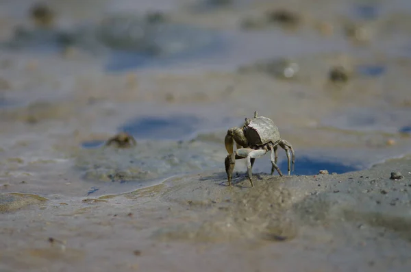 Tunnelier crabe de boue. — Photo