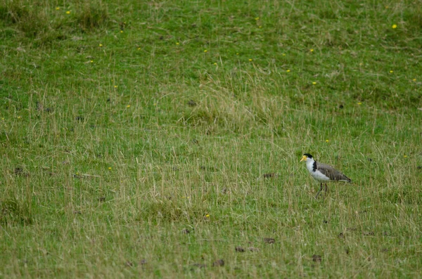 Spur-winged plover Vanellus miles novaehollandiae. — Foto de Stock