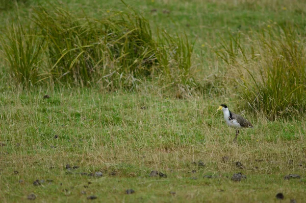 Spur-winged plover Vanellus miles novaehollandiae. — Foto de Stock