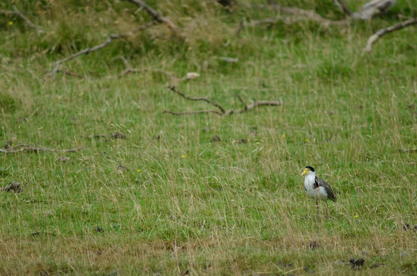 Spur-alado plover Vanellus milhas novaehollandiae. — Fotografia de Stock