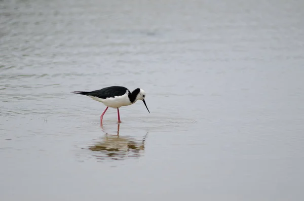 Palafitas Himantopus leucocephalus. — Fotografia de Stock