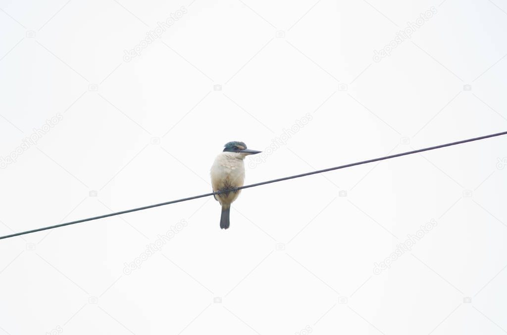 Sacred kingfisher on a electric cable.