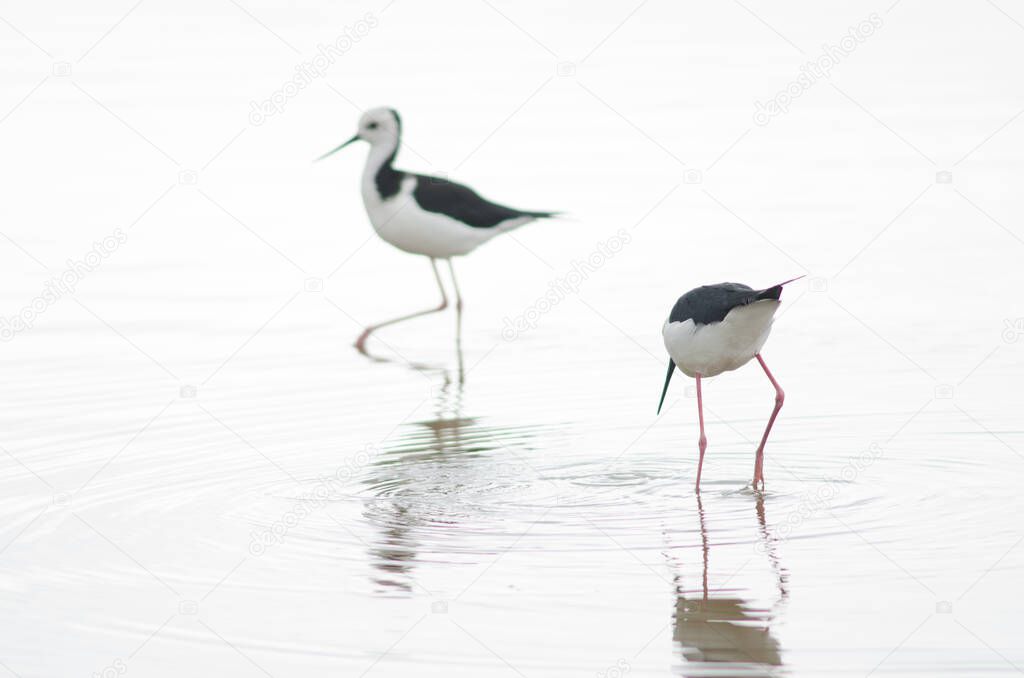 Pied stilt searching for food.
