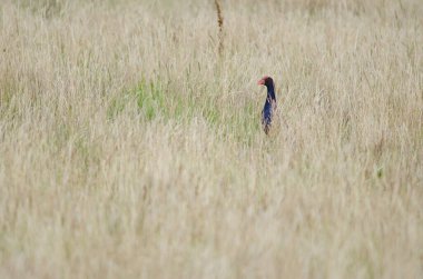 Çimlerde Avustralya bataklığı.