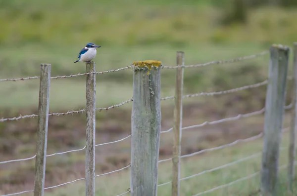 Sacred kingfisher on a wooden post. — Stock Photo, Image