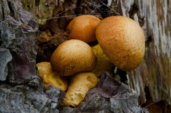 Nádherný rutsgill Gymnopilus junonius. — Stock fotografie