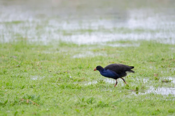 Australásia pânfora Porphyrio melanotus. — Fotografia de Stock