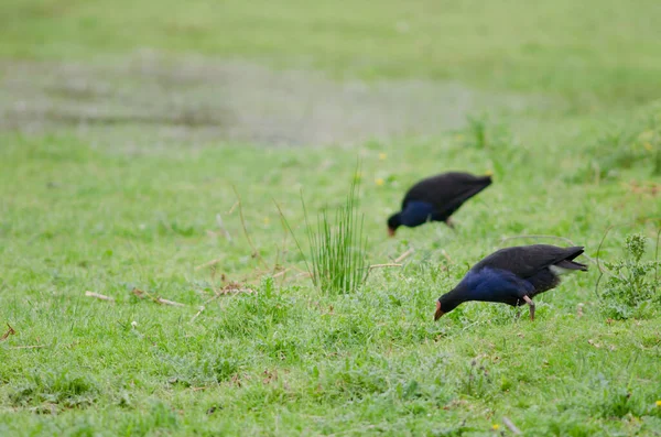 Australasie swamphens recherche de nourriture. — Photo