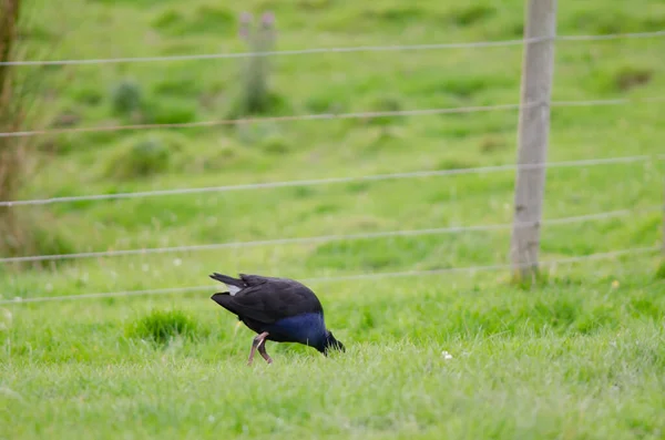 Australásia swamphen alimentação. — Fotografia de Stock