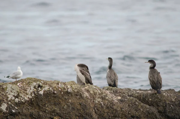 Gespot shags Phalacrocorax punctatus. — Stockfoto