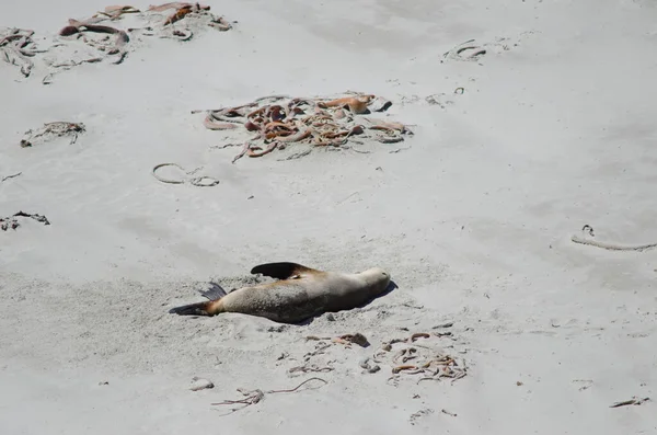 New Zealand sea lion resting on a beach.