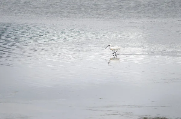 Łyżka królewska Platalea regia. — Zdjęcie stockowe