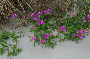 Çiçek açmış tekrar mor turp otu..