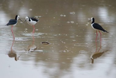 Pied hala Himantopus leucocephalus.