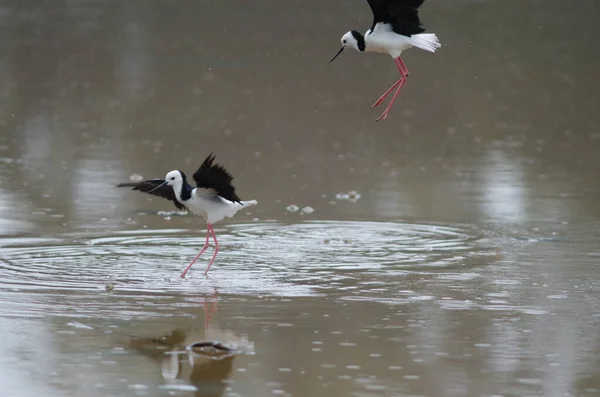 Pied stilts lutando. — Fotografia de Stock