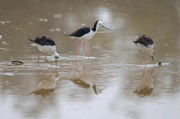 Pied stilts Himantopus leucocephalus. — Fotografia de Stock